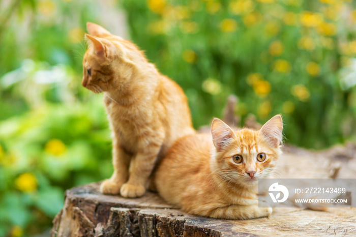 Wild ginger kittens are resting in a tree garden