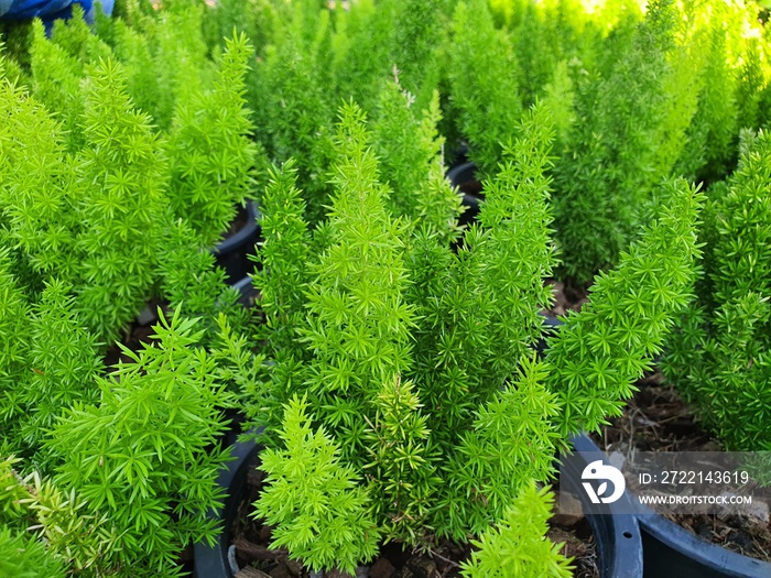 Asparagus densiflorus is a short-stemmed ground cover. Branches, finely branched leaves, pointed ends. The branches are popular to decorate with beautiful flowers.