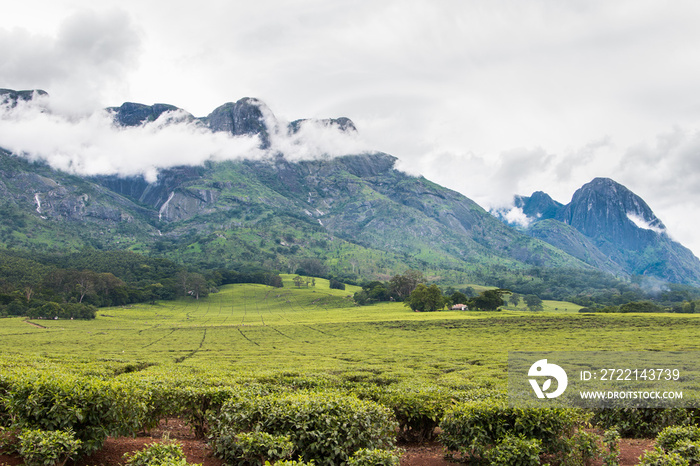 Cloudy sky with Mount Mulanje and tea plantations at the foot of the mountain.