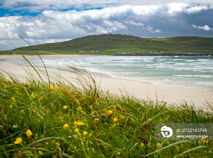 Wildflowers at Balephuil Bay, Isle of Tiree. Inner Hebrides of Scotland, UK