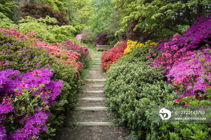 Beautiful vibrant landscape image of footpath border by Azalea flowers in Spring in England