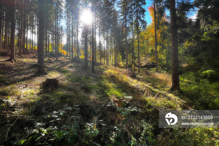 spruce forest on a slope