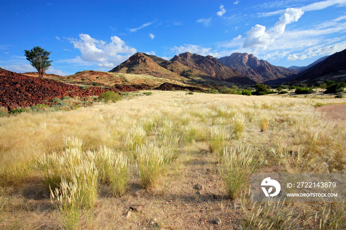 Landscape of the Brandberg mountain with grassy plains and trees, Namibia.