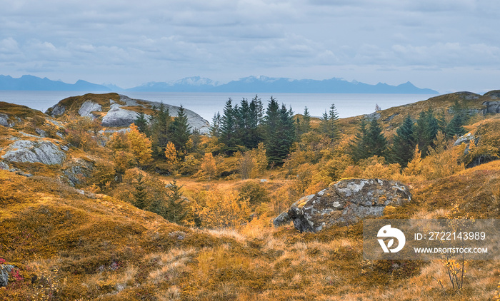 Autumn nature of norway on lofoten islands. Yellow hills and Fir trees on a background of mountains and sea