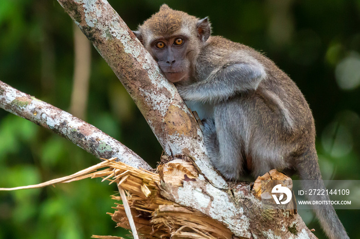 Long tail Macaque (Crab eating Macaque) monkey in the rainforest of Borneo