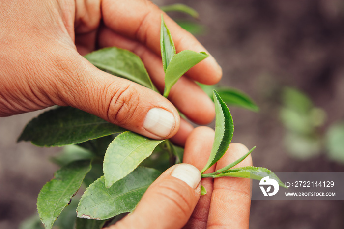 Hand Holding Green Leaves of Tea macro photography close up.