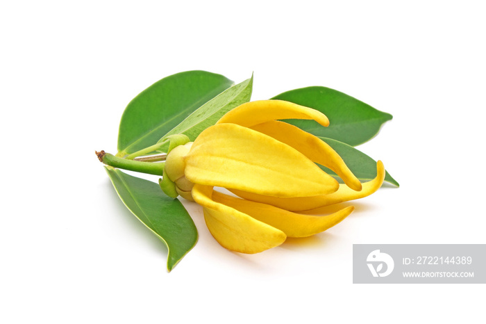 Ylang-Ylang (Cananga odorata) valued for perfume extracted from its flowers,  which is an essential oil used in aromatherapy. Also called fragrant cananga, Macassar-oil, or perfume tree. Isolated