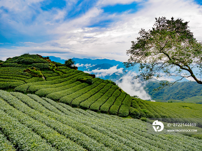 台湾 阿里山国家風景区 茶畑 Alishan tea on Taiwan, in the mist of the morning.