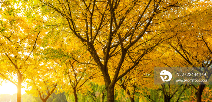 Beautiful yellow ginkgo tree in nature park,autumn landscape.