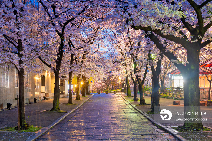 Gion Shirakawa, Kyoto, Japan during cherry blossom season at twilight.