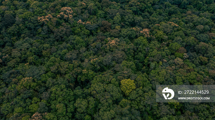 Texture of forest, Background of forest, Aerial top view background forest.