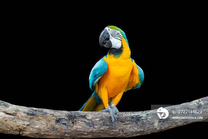 Bird Blue-and-yellow macaw standing on branches with black background.