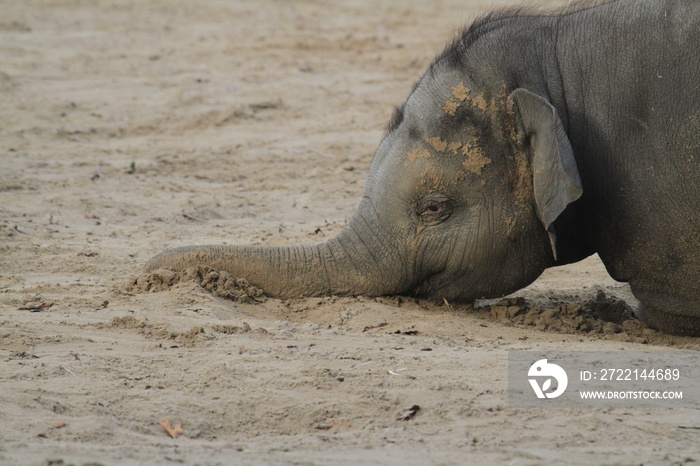 junger Elefant am Boden