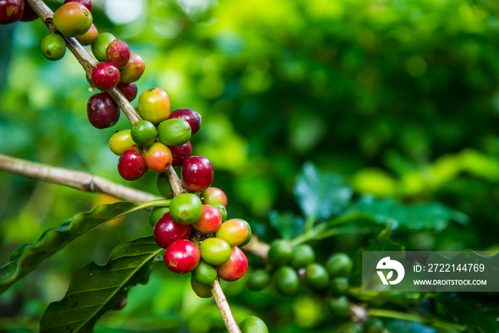 Coffee bean on tree