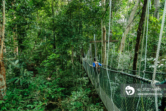 bridge canopy in the treetops of the trees in the forest of Taman Negara in Malaysia