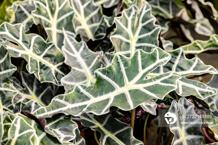 Leaves of Alocasia Polly (Alocasia Amazonica). This tropical plant is also called Elephant’s Ear or African Mask. It’s native to Asia and Australia but it has become a popular houseplant worldwide.