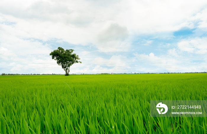 Landscape of green rice field with a lonely tree and blue sky. Rice plantation. Green rice paddy field. Agricultural field. Farm land in Thailand. Land plot. Beauty in nature. Green season.