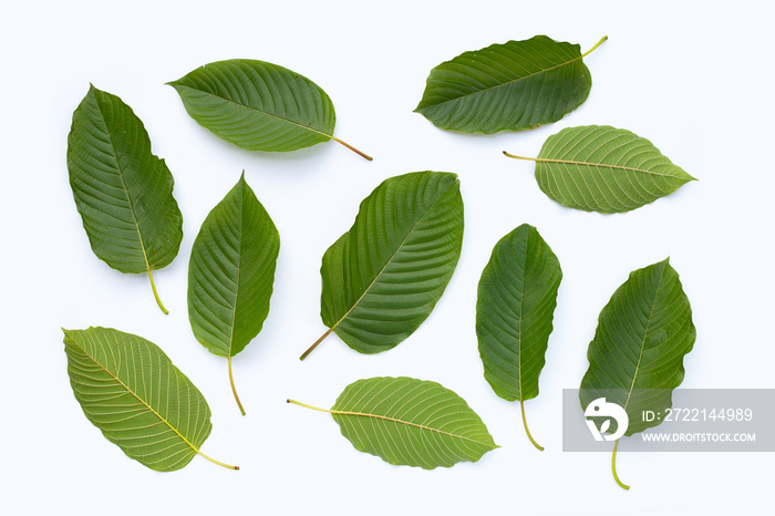 Mitragyna speciosa, Fresh kratom leaves on white background