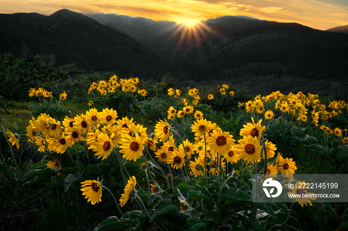 Arnica or Balsamroot flowers againt the mountains at sunrise. North Cascades National Park. Winthrop. WA. United States of America