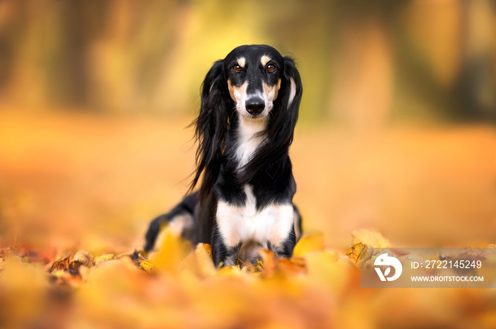 beautiful saluki dog lying down on fallen leaves outdoors in autumn