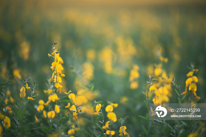 nature landscape outdoor meadow field of yellow flower in summer, beautiful blossom green grass plant background with blue sky, countryside land in spring season