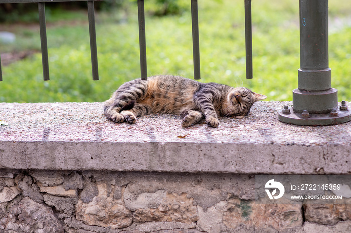 A beautiful stray tabby cat takes a nap on a stone ledge, under an iron fence, in the city of Athens, Greece, where stray cats are common.