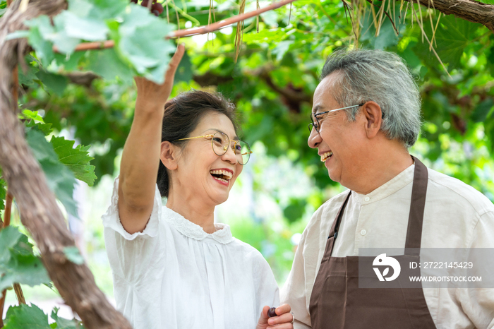 老年夫妻在果园采摘葡萄