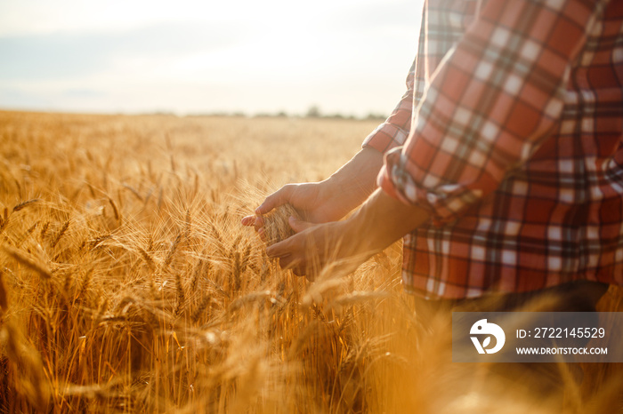 A Field Of Wheat Touched By The Hands Of Spikes In The Sunset Light. Wheat Sprouts In A Farmer’s Hand.Farmer Walking Through Field Checking Wheat Crop.