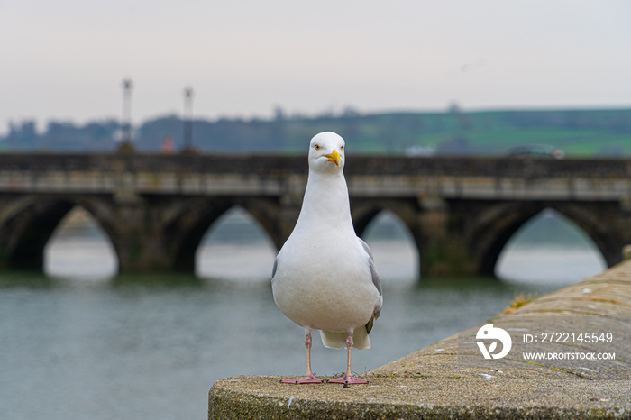 Large single portrait of seagull with Bideford bridge in background