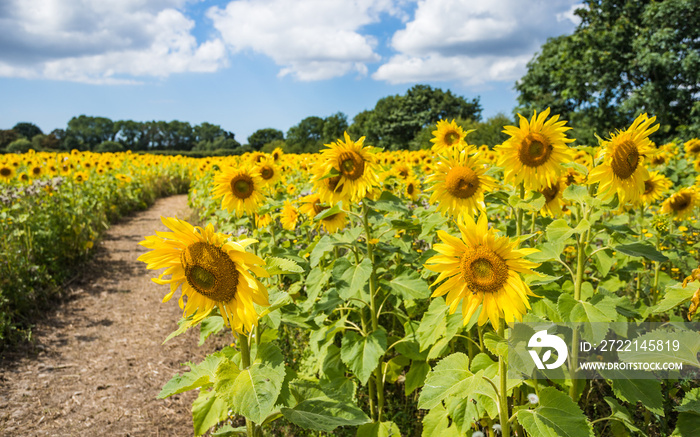 Path through a sunflower field