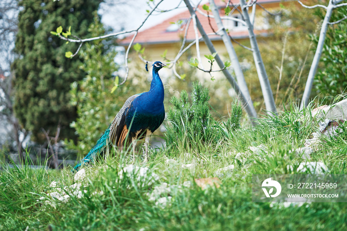 Beautiful male peacock on green grass.