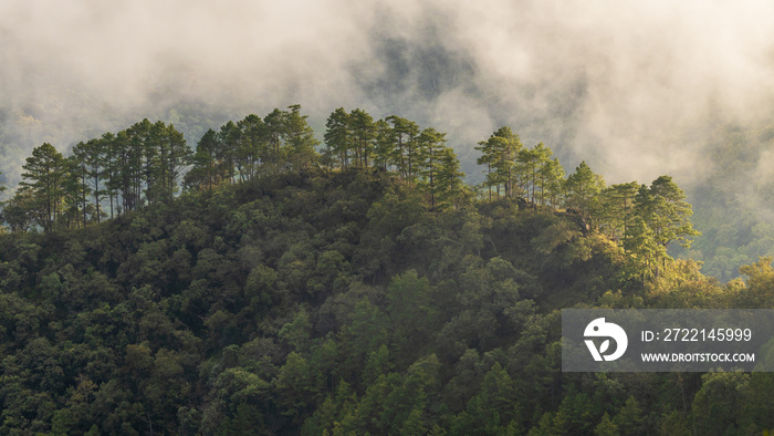 Aerial view tropical rain forest ecosystem and healthy environment concept and background, Texture of nature green tree forest in mountain.