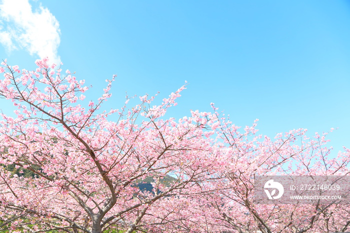 Blossom, Cherry blossoms, Flower