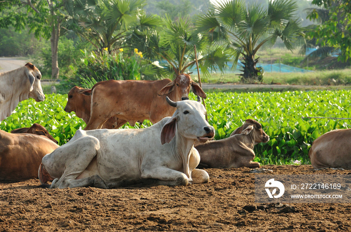 A group of cow resting in a agriculture field