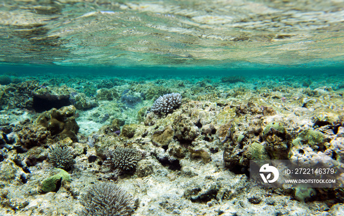 Beautiful corals in the reef