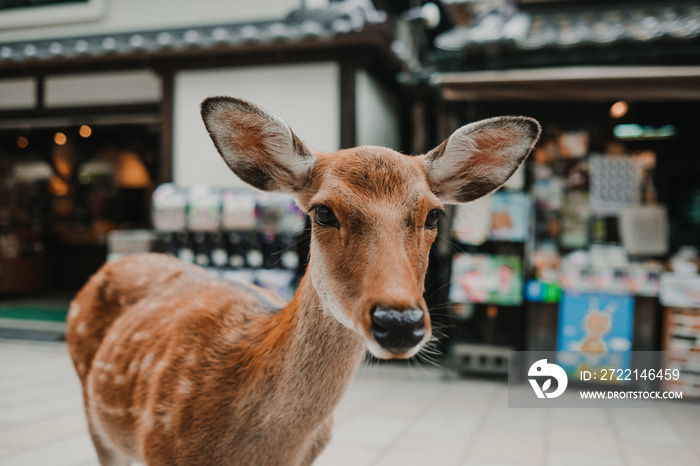 .Deer of Nara. Nara prefecture natural park around the Todai-ji temple. Photography of tourism in Japan.