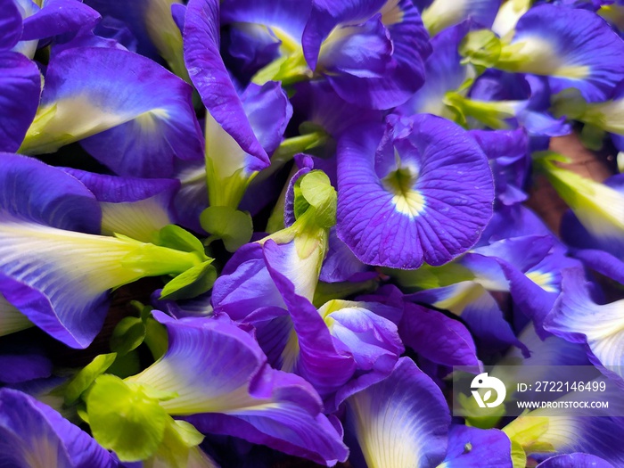 Telang flowers or Clitoria ternatea which have many benefits for the human body