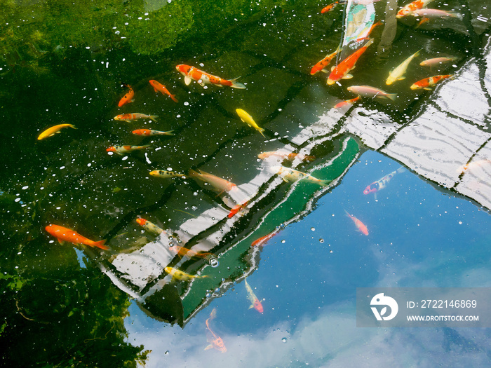 koi fish in koi pond in the garden