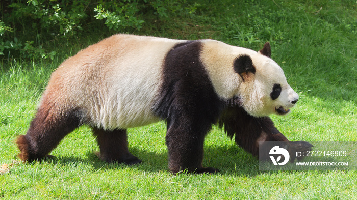 Giant panda walking