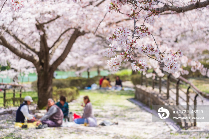 桜と花見客　公園　馬見丘陵公園　奈良県