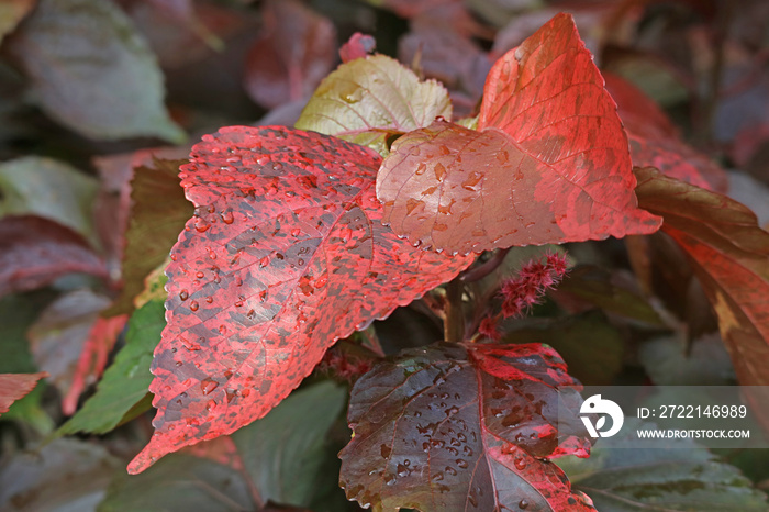 Closeup of Stunning Louisiana Red Copper Plant’s Leaves with Raindrops