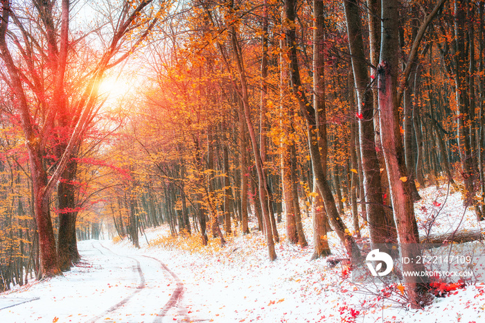 Sunlight breaks through the autumn leaves of the trees in the ea