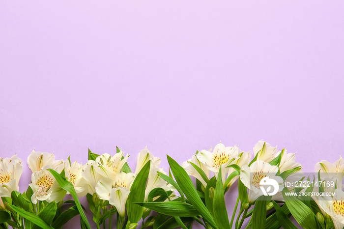 Beautiful  white alstroemeria flowers on lilac background