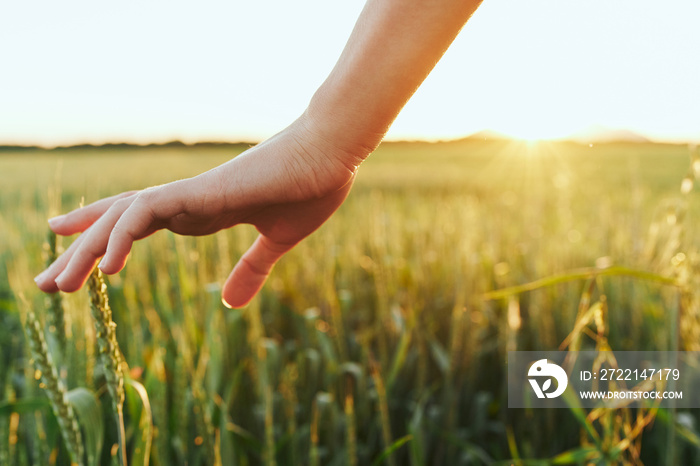 hands in field of wheat