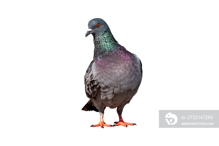 Full body of standing pigeon bird isolate on transparent background, PNG file