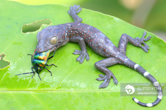 A young tokay gecko is eating a small insect. This reptile has the scientific name Gekko gecko