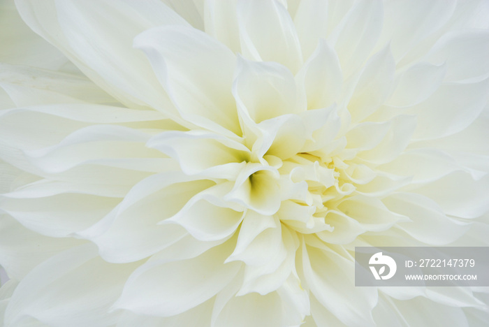 close up of a single white dahlia flower