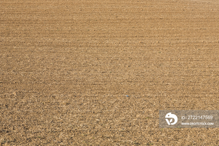 field in beautiful light