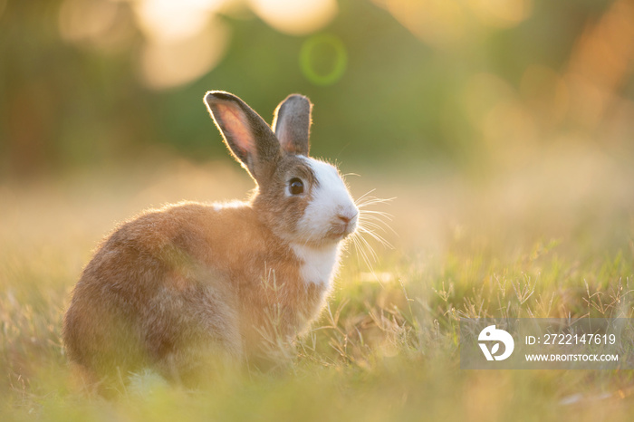 Adorable easter rabbit sitting on the grass looking around at meadow with nature bokeh background under sunlight. Lovely action of bunny rabbit. Summer landscape