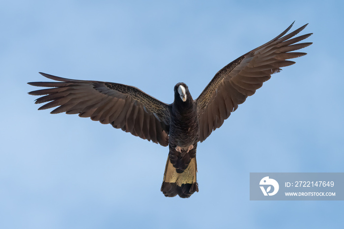 Yellow-tailed black cockatoo (Zanda funerea) isolated against a blue sky, Sydney, Australia